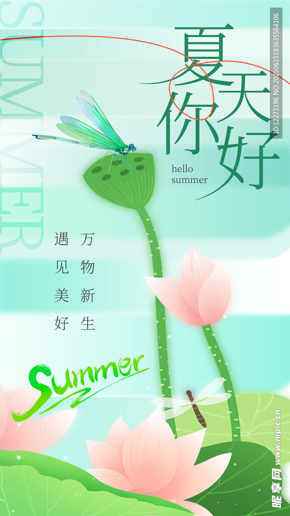 夏日荷花与蜻蜓的美好