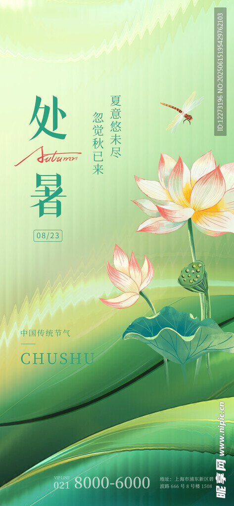 处暑时节荷花绽放美景