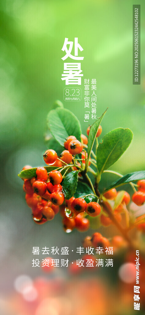 处暑海报