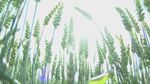 麦田绿意清新自然景象