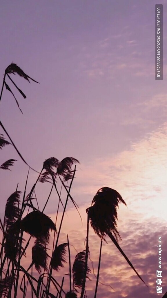 夕阳下的芦苇剪影