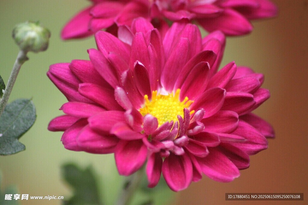 菊花