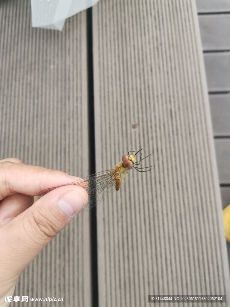手捉黄蜂