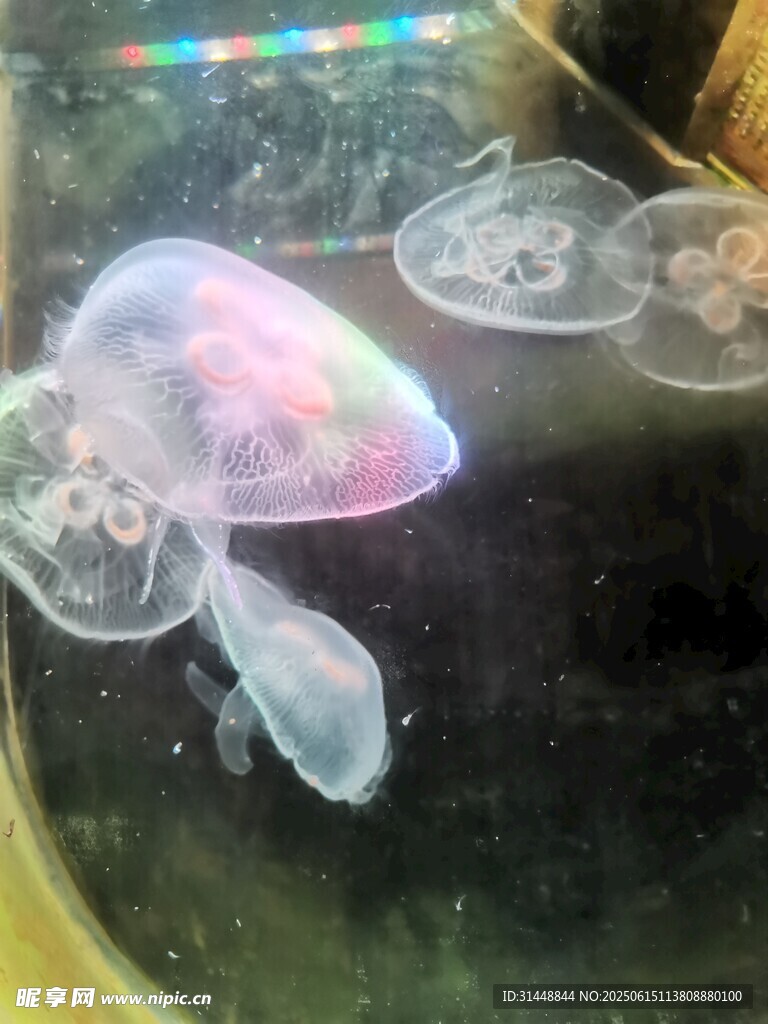 梦幻水母在水中轻盈游动