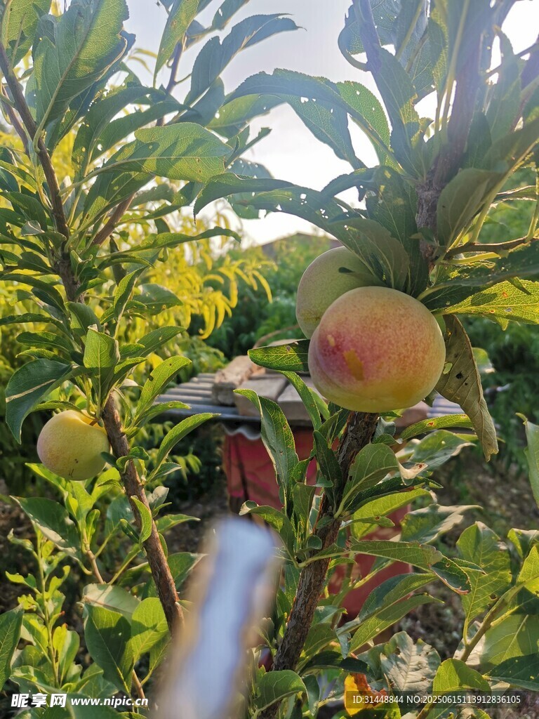 果园中采摘桃子的瞬间