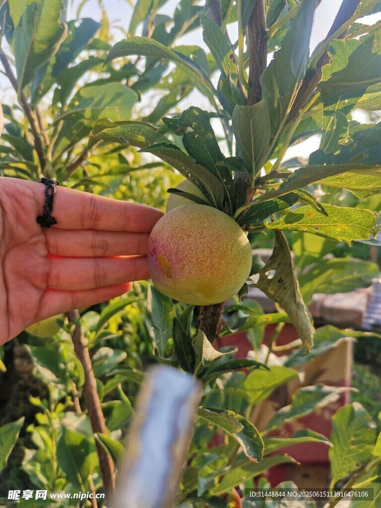 手摘枝头鲜桃