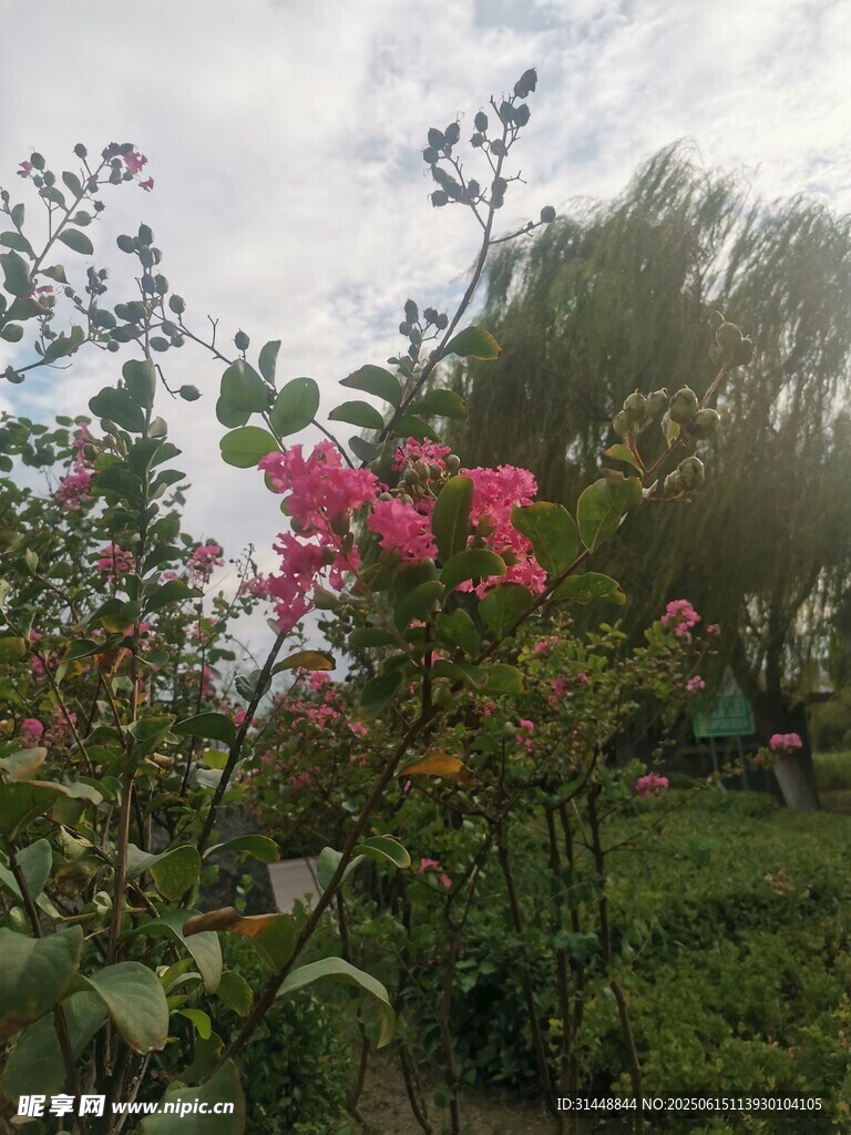 繁花盛开的户外景致