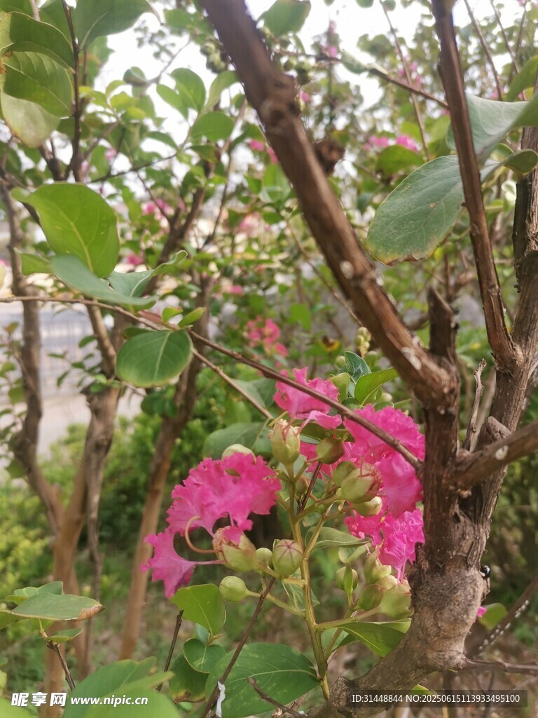 枝头绽放的艳丽三角梅