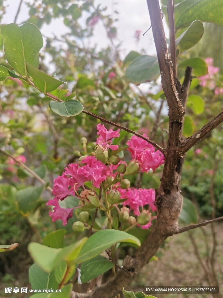 娇艳绽放的粉色花卉