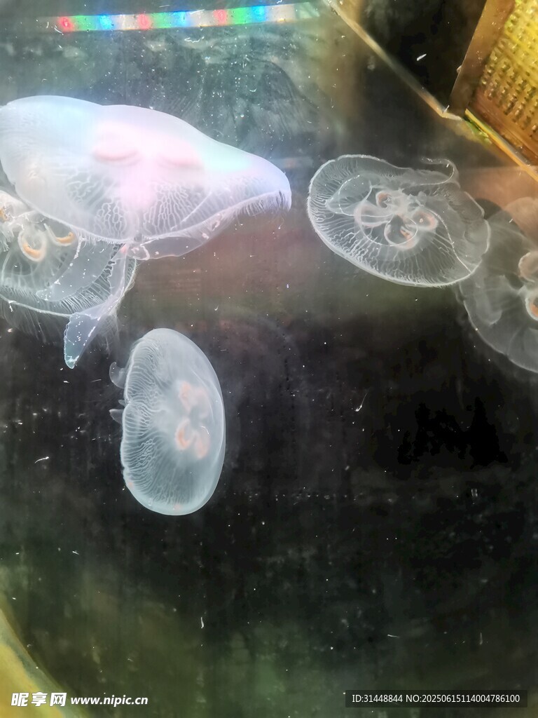 梦幻水母在水中轻盈游动
