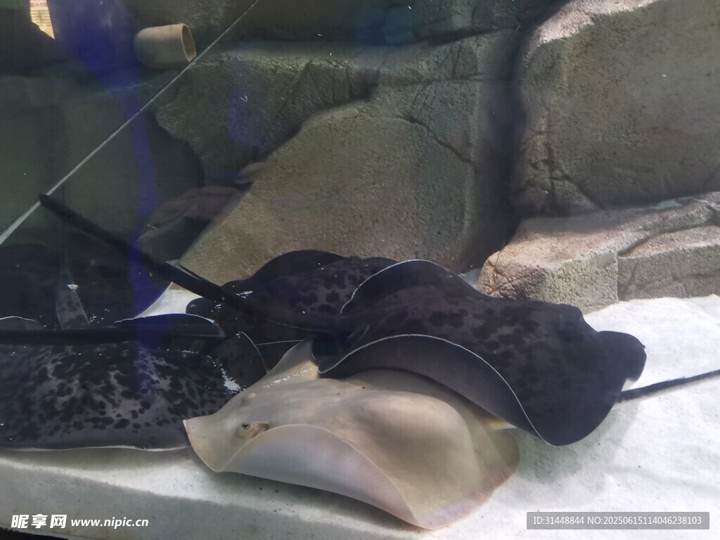 水族馆中的魟鱼展示