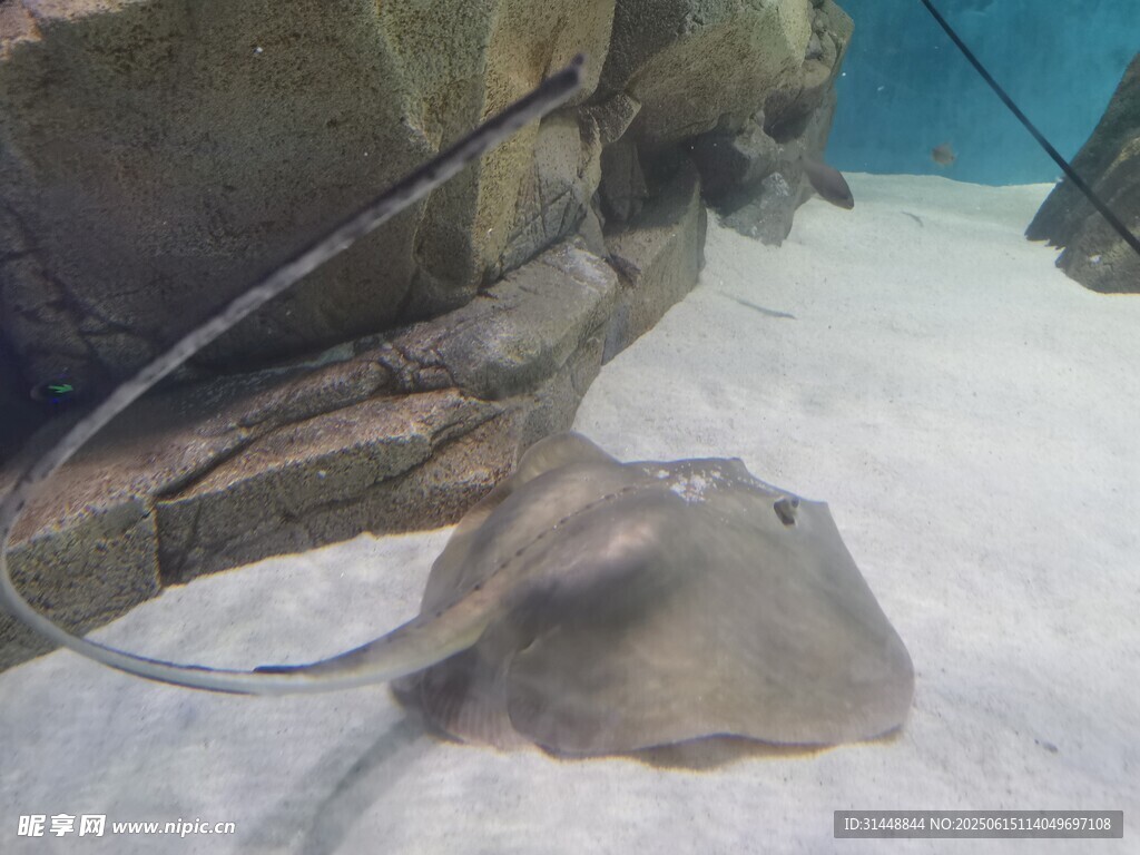 水族馆中的神秘蝠鲼