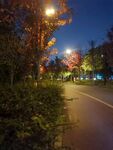 夜晚街道旁的树木与路灯