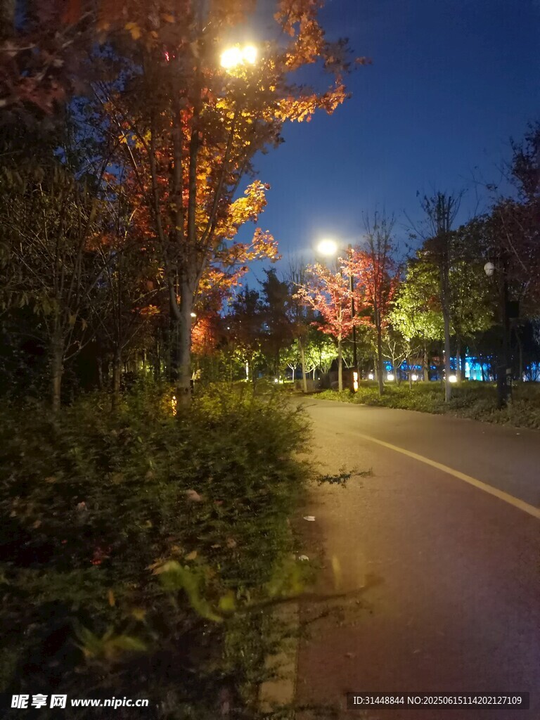 夜晚街道旁的树木与路灯