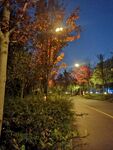 夜幕下的街道绿植景观