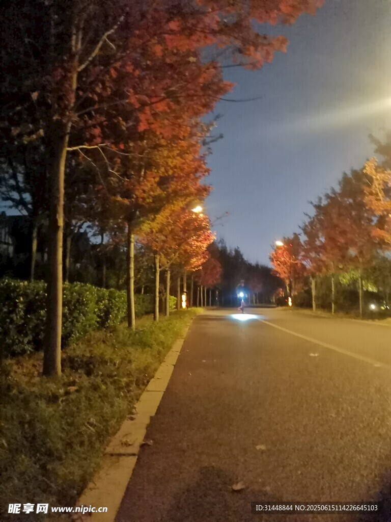秋夜林荫道美景