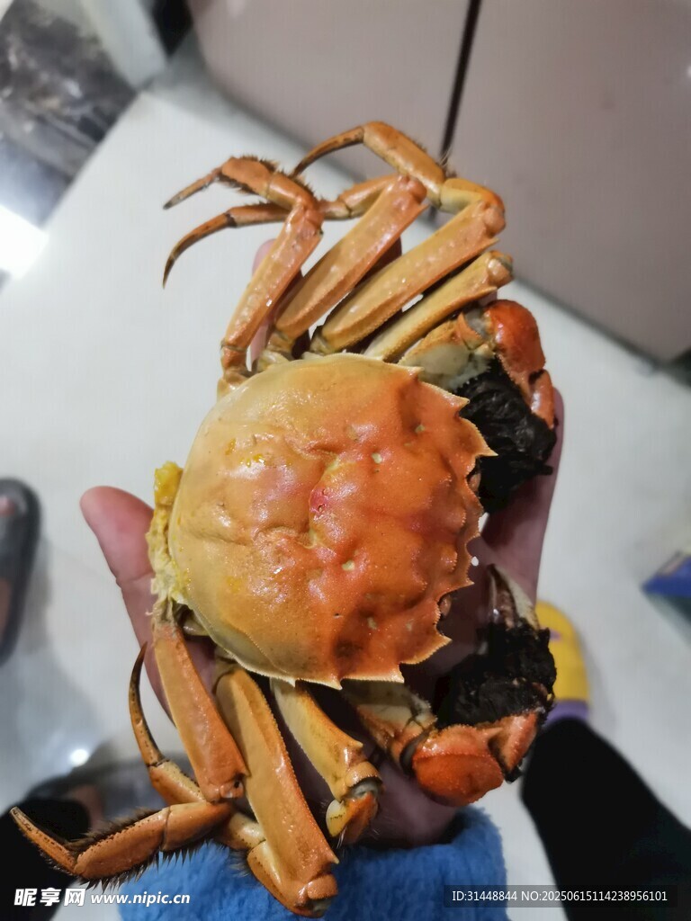 手捧鲜活大螃蟹