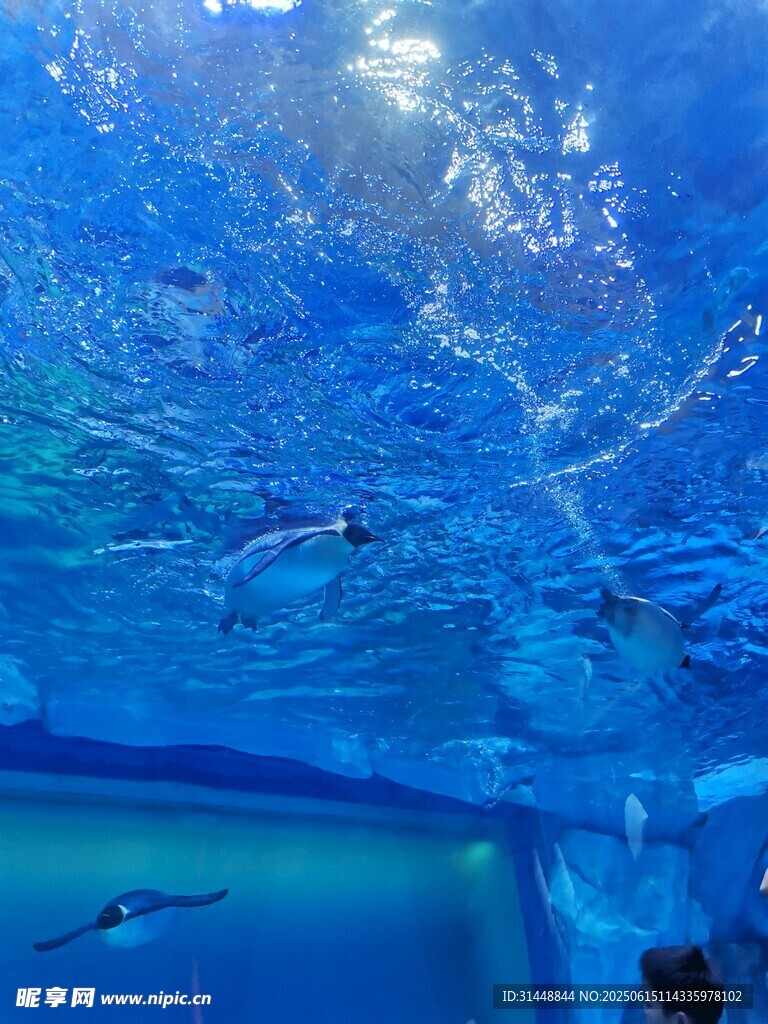 水下泳池的梦幻蓝色世界