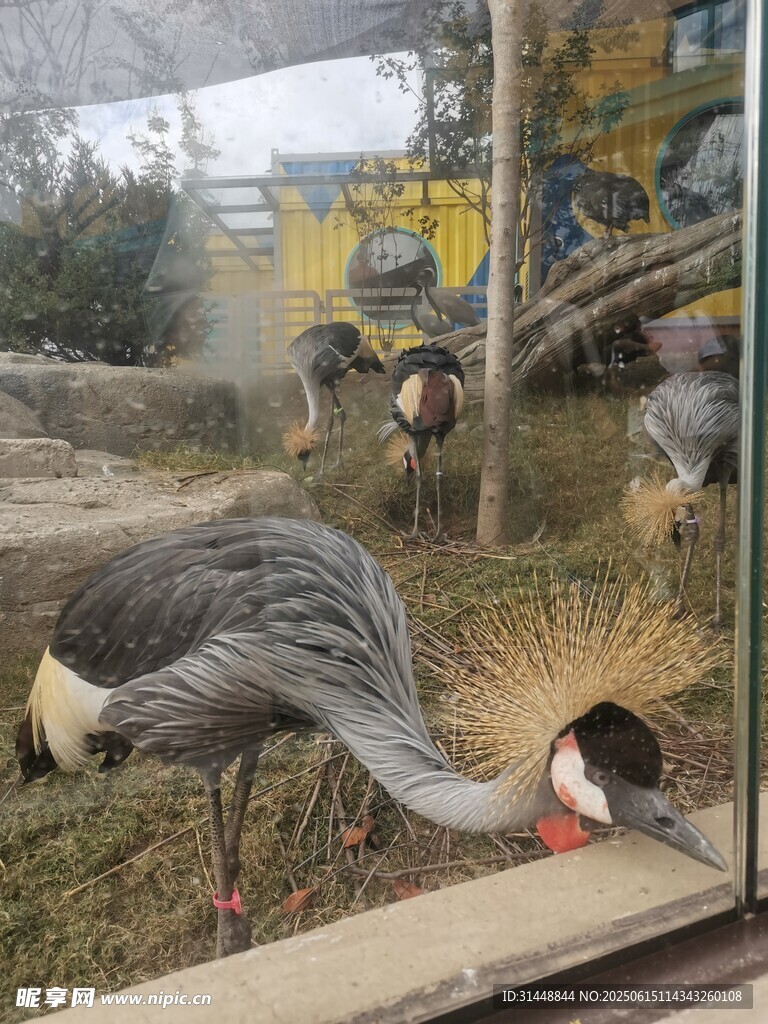 笼中灰冕鹤