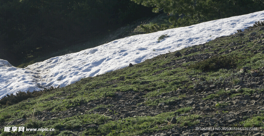 山坡上的积雪与绿草
