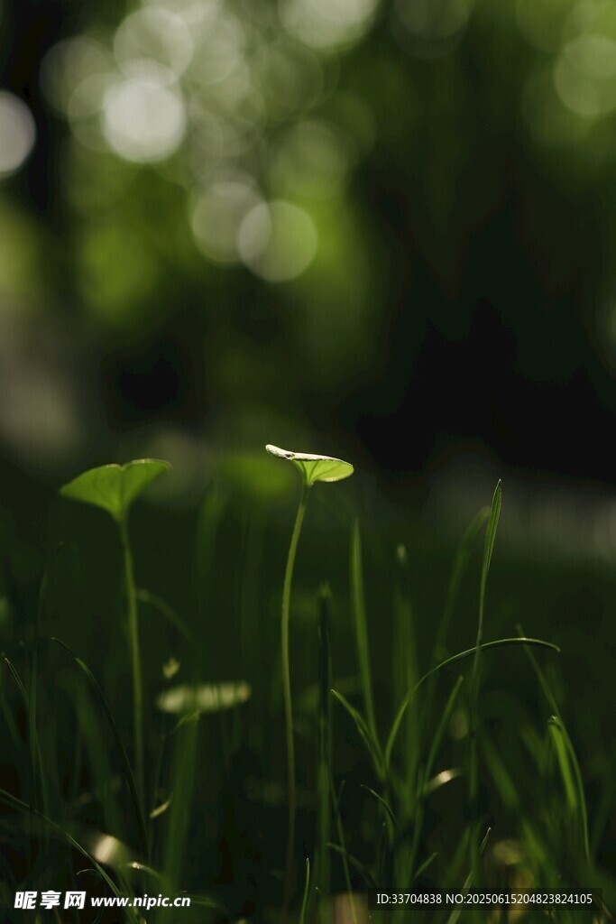 阳光下的嫩绿小草