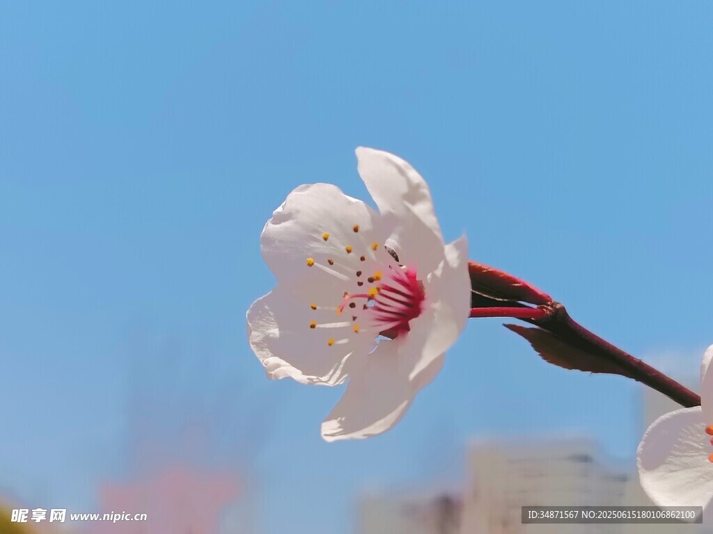 枝头绽放的娇艳白桃花