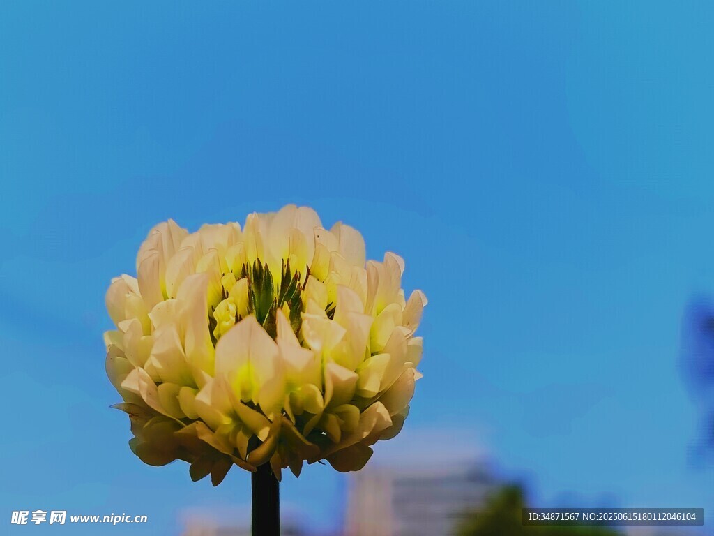 黄色花朵特写