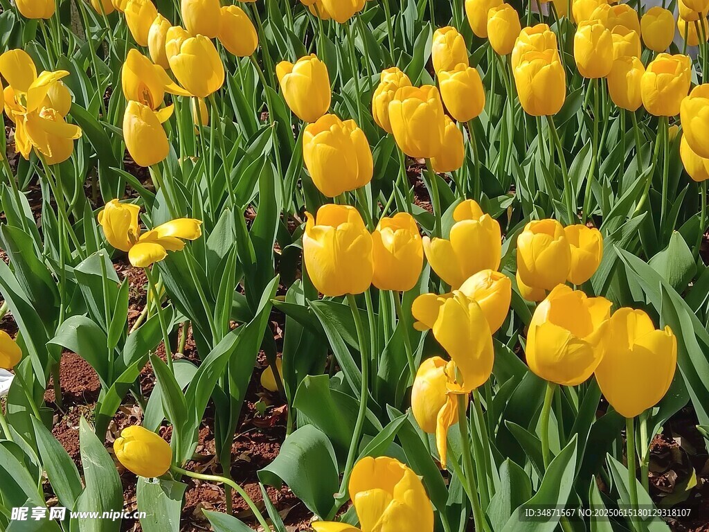 金黄郁金香花海