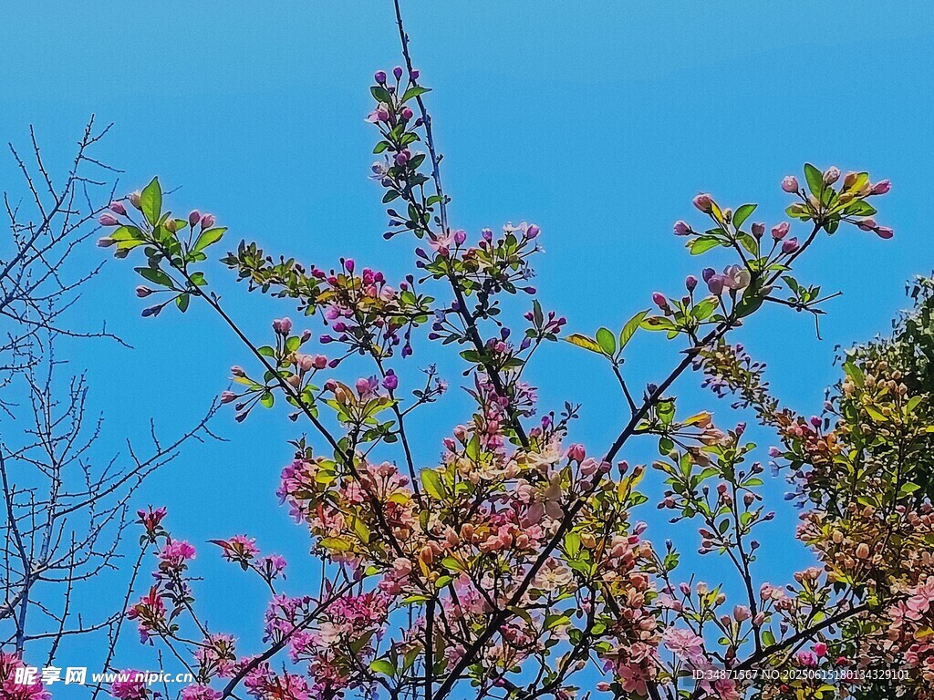 蓝天映衬下的繁花树枝
