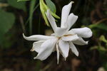 栀子花  