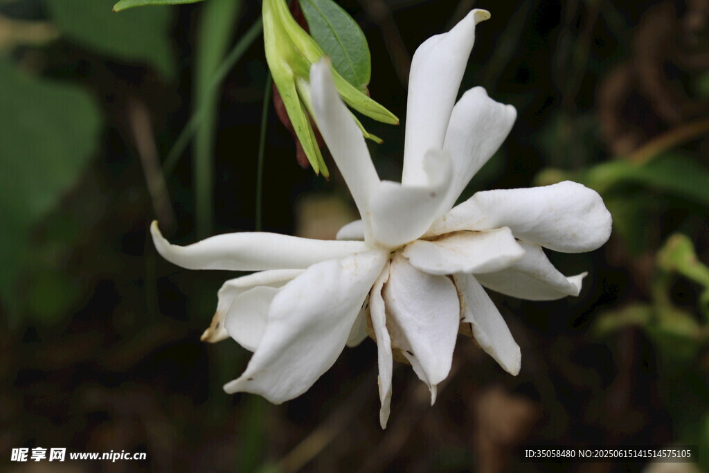 栀子花  