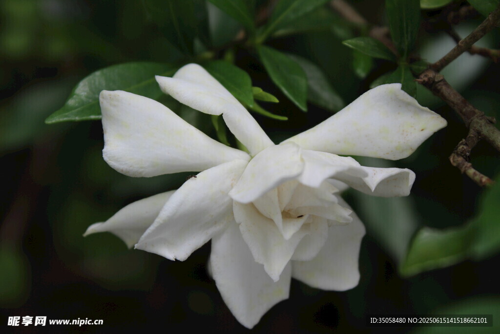 栀子花 