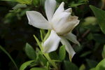 栀子花  