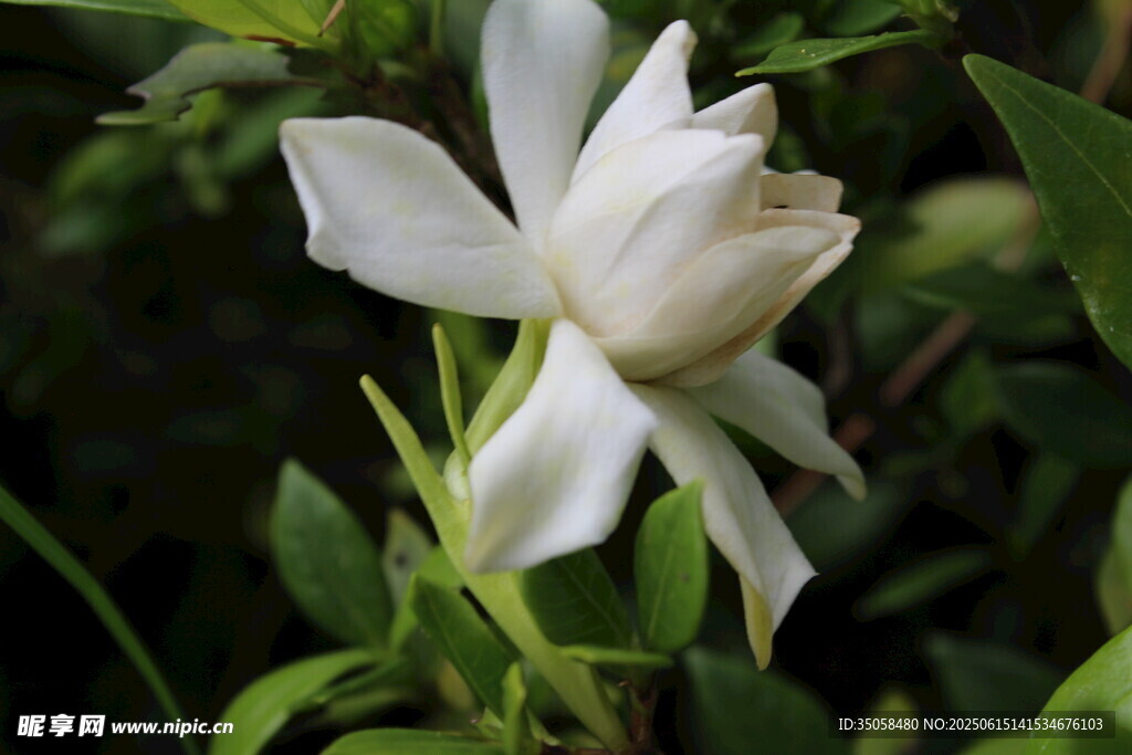 栀子花  
