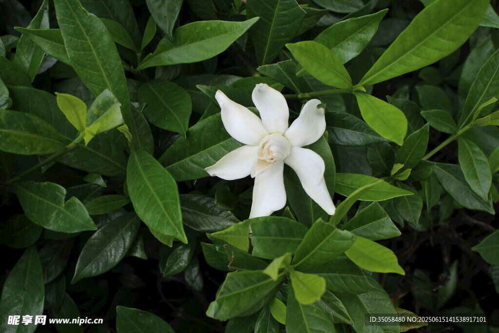 栀子花 