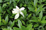 栀子花  