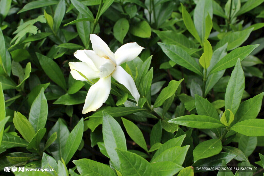 栀子花  