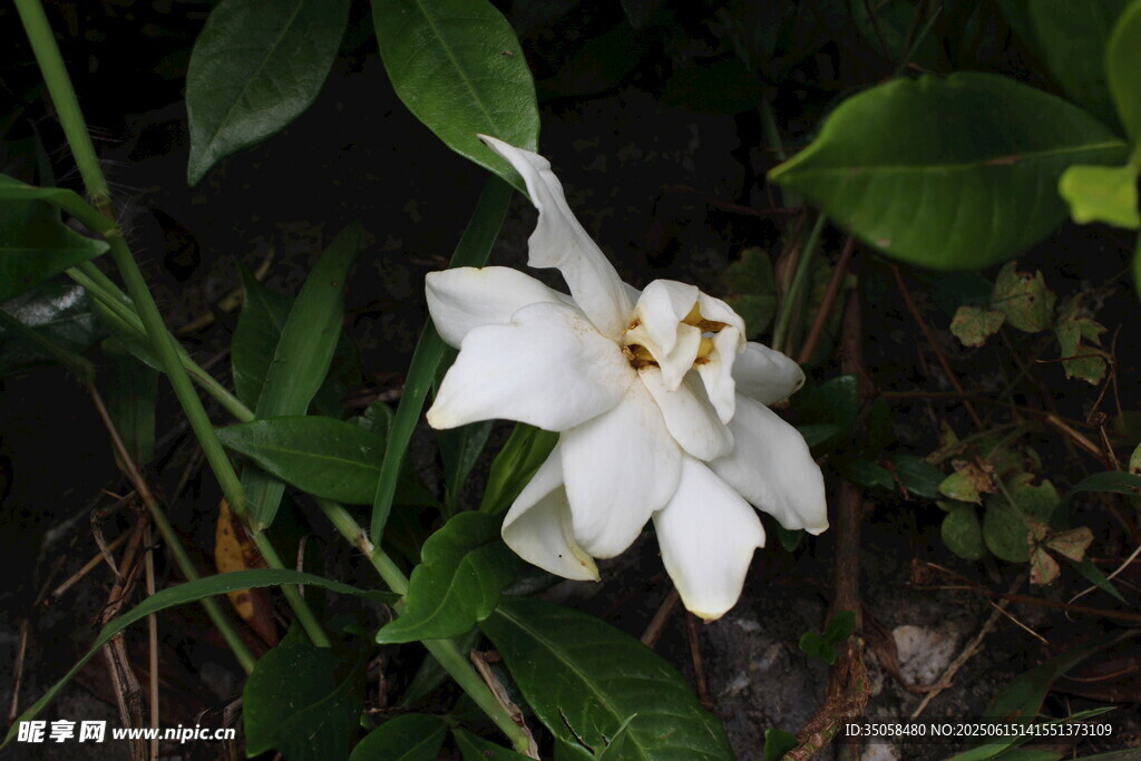 栀子花 