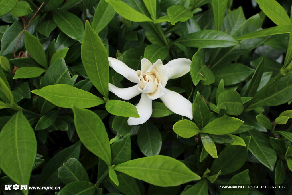 栀子花 