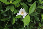 栀子花 