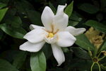 栀子花  