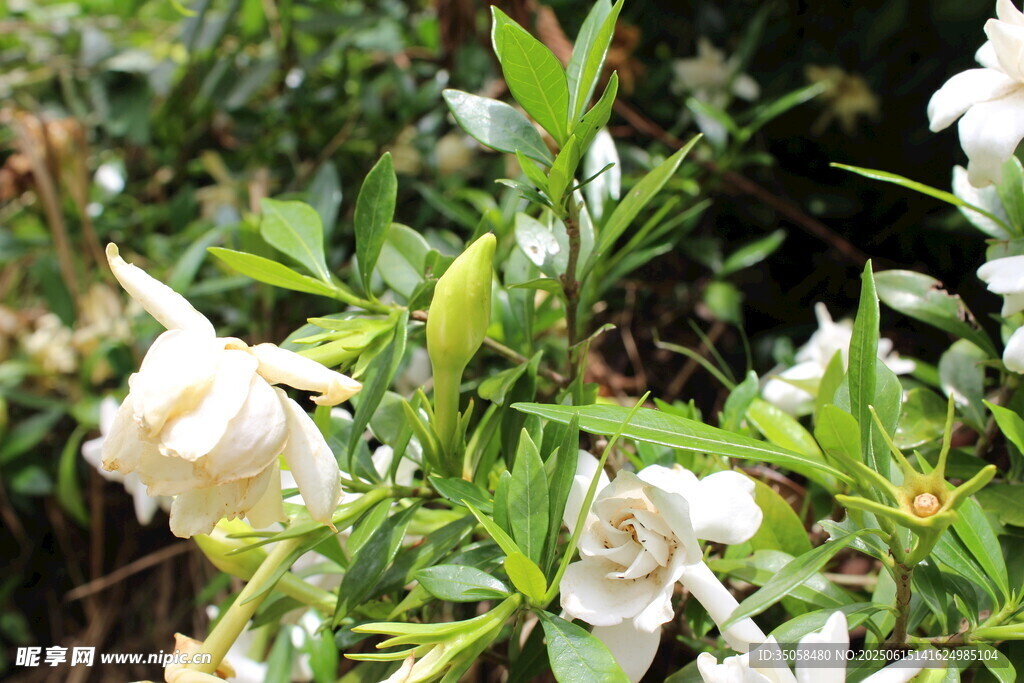 栀子花  