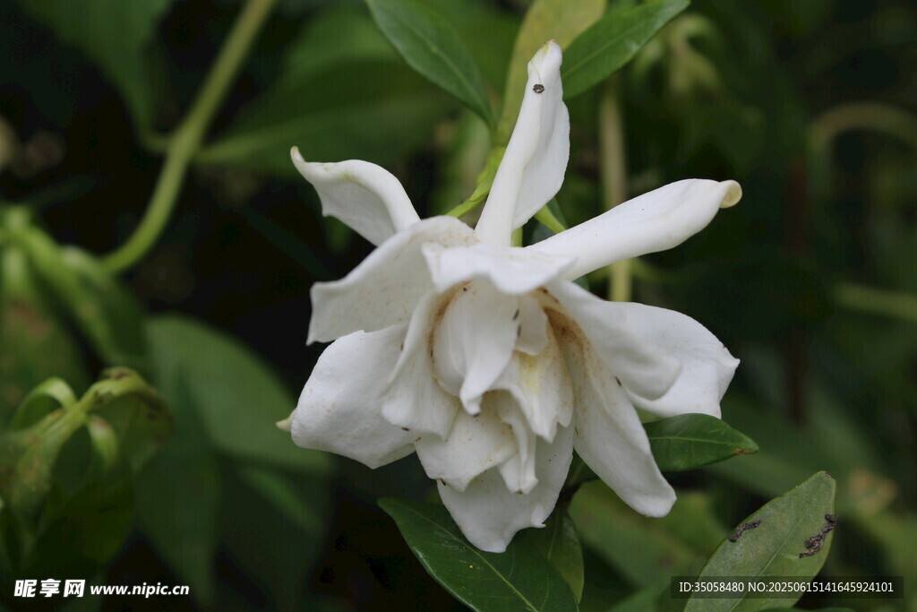 栀子花 