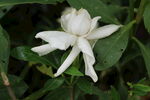 栀子花 