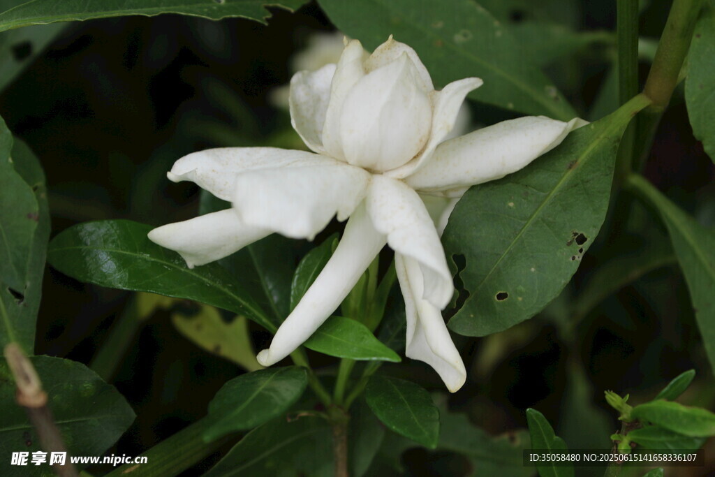 栀子花 