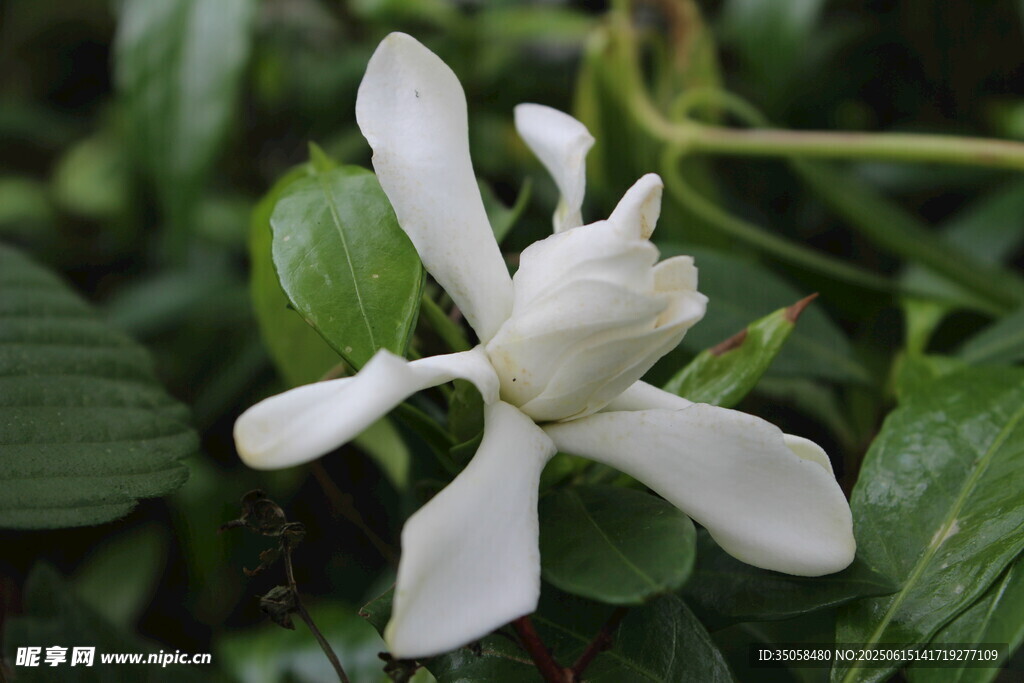 栀子花 