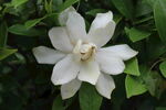 栀子花 
