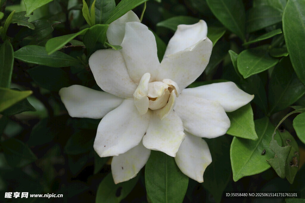 栀子花 