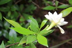 栀子花 