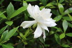 栀子花  